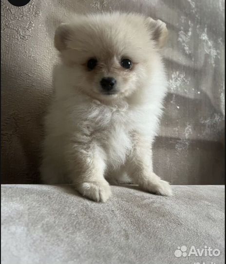 Шпиц померанский мини девочка