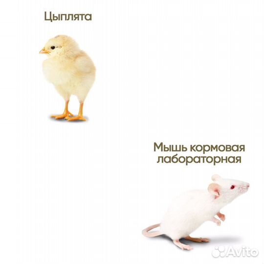 Мыши и крысы кормовые; цыплята