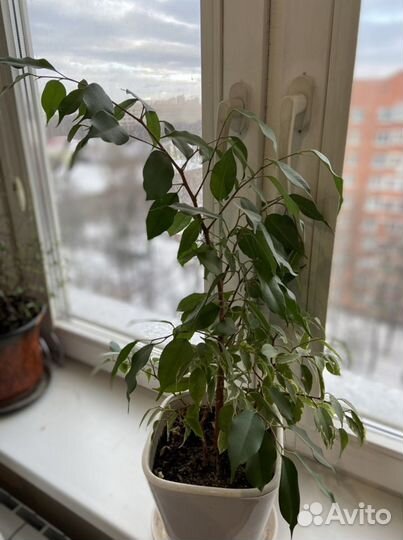 Бенджамина фикус
