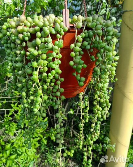 Суккуленты ампельные