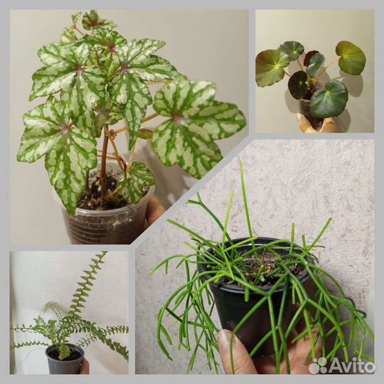 Комнатные цветы