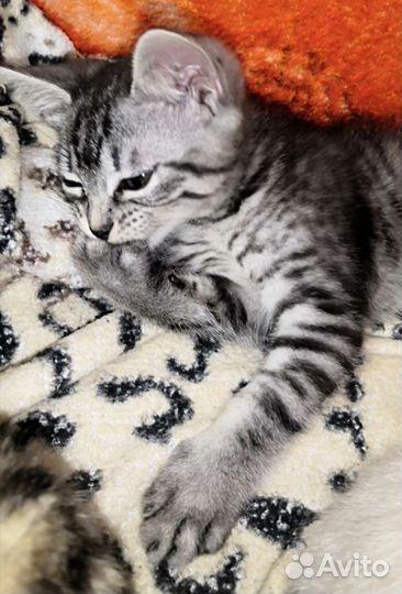 Бенгальские котята