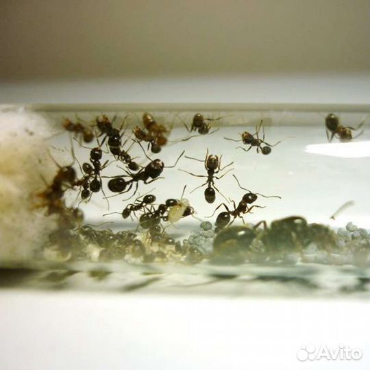 Муравьи Messor Structor