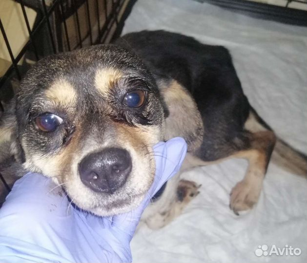 Собака-инвалид Буся