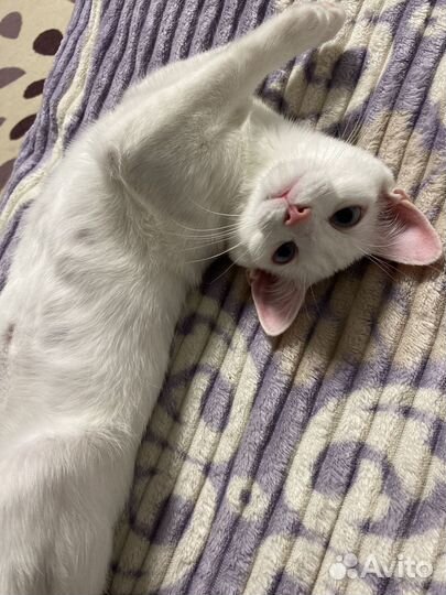 Белая кошечка