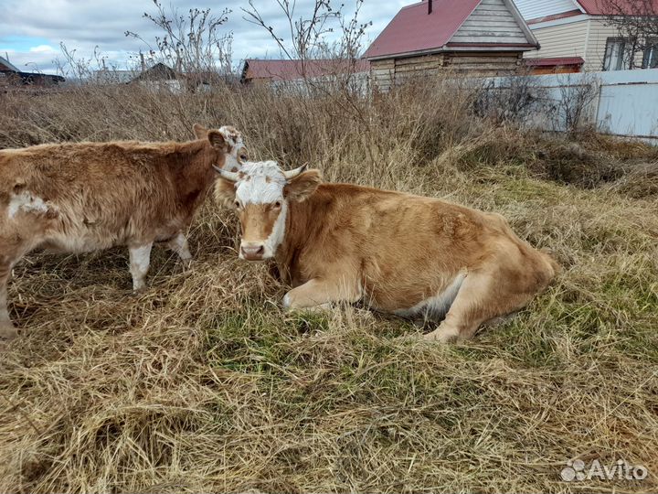 Корова и теленок