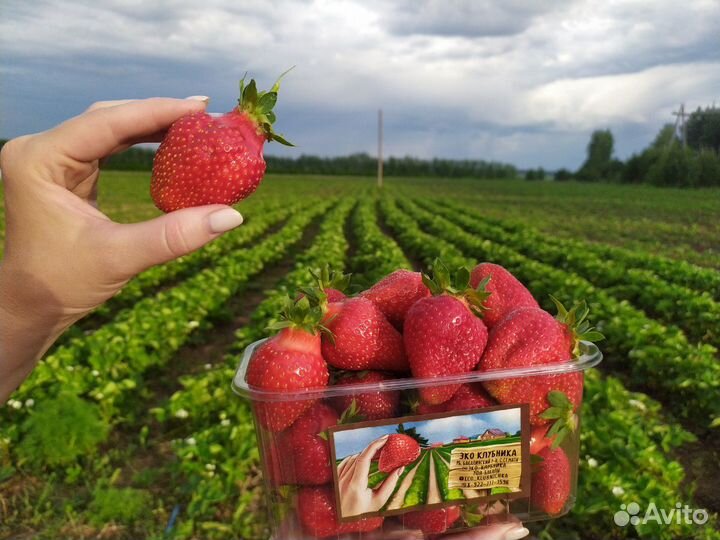 Рассада клубники