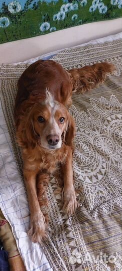 Русский спаниель