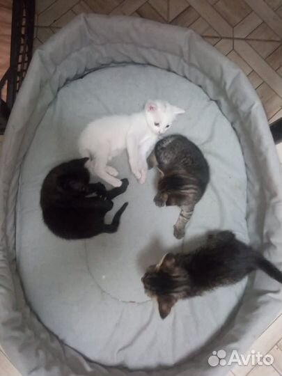 Котята в добрые руки