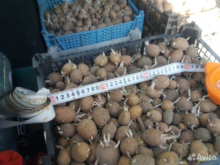 Семенной картофель 4 ведра