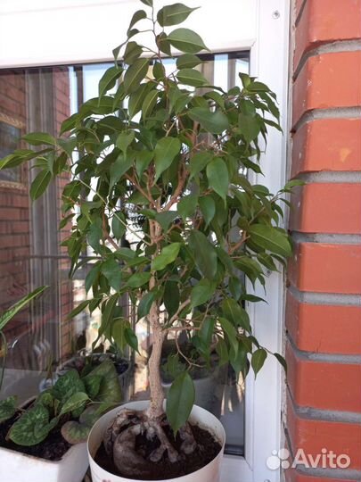 Фикус бенджамина