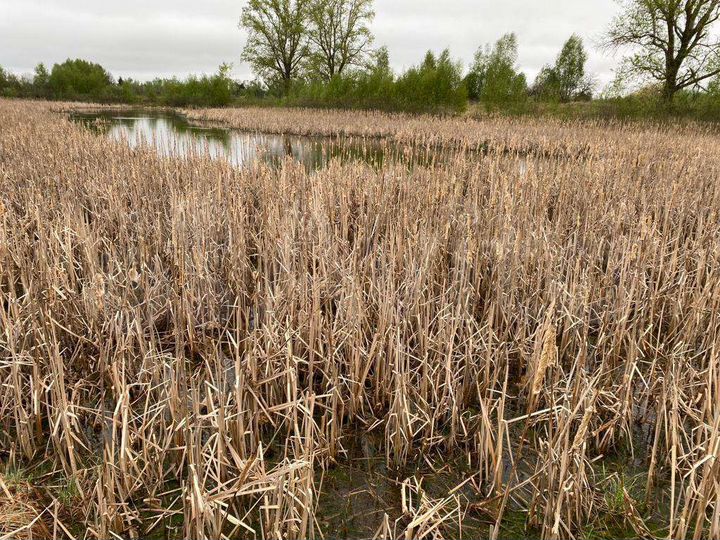 Участок 7,5 сот. (ИЖС)