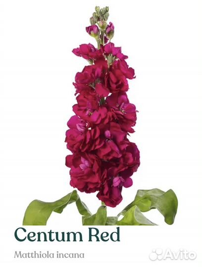 Рассада маттиолы серии Centum