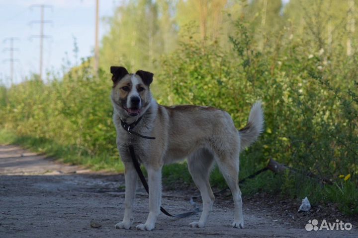Собака в добрые руки (девочка) приют 