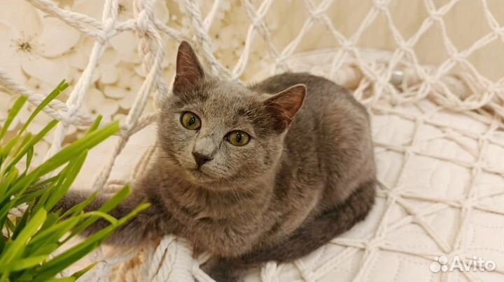 Отдам бесплатно