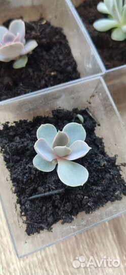 Эхеверия жемчужина и топси турви. Суккуленты