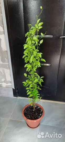 Лимон и мандарин