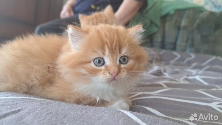 Рыжие котята в дар