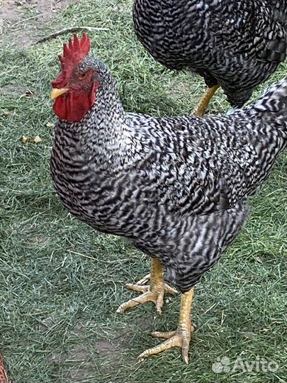 Петух породы Плимутрок