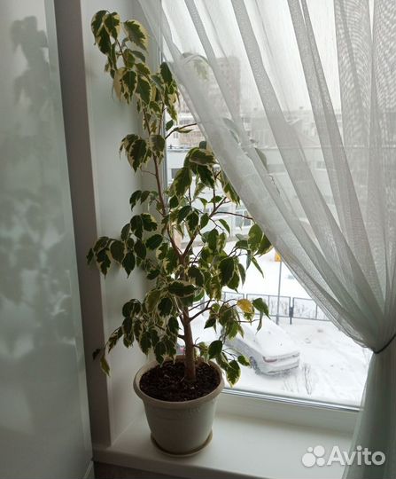 Фикус бенджамина