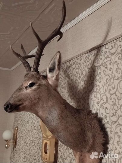 Чучело головы косули