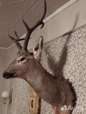 Чучело головы косули