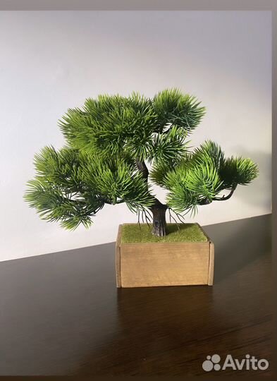 Дерево Бонсай сосна