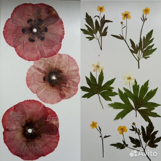 Цветы для эпоксидной смолы, сухоцветы