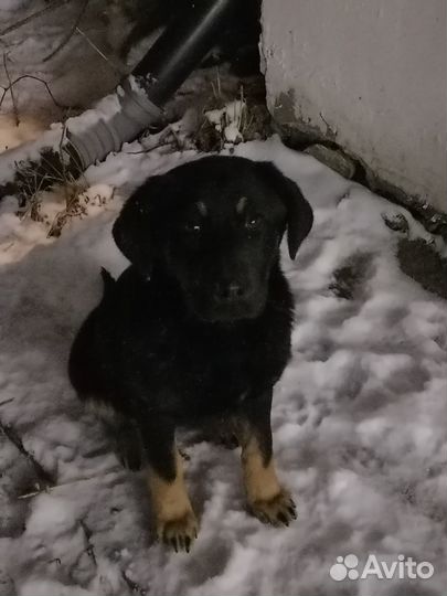 Отдам даром бесплатно в дар щенков