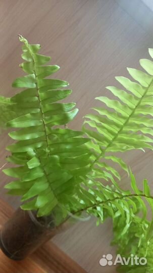 Сортовые нефролеписы