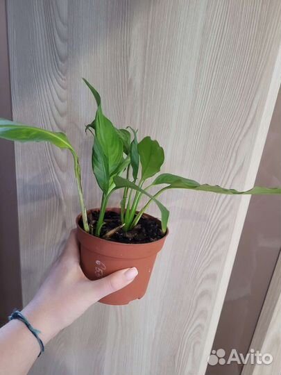 Спатифиллум