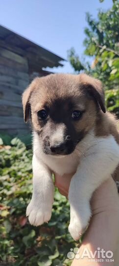 В добрые ручки