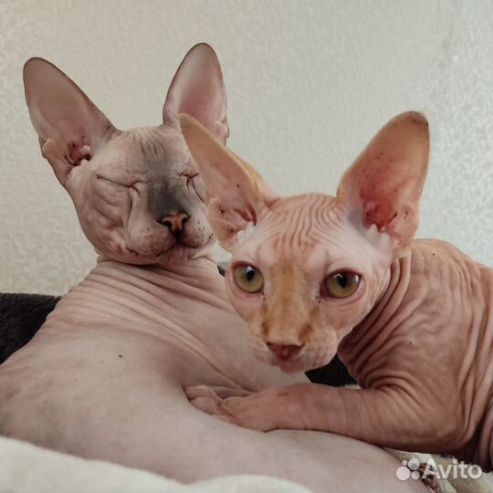 Канадский сфинкс (Браш)