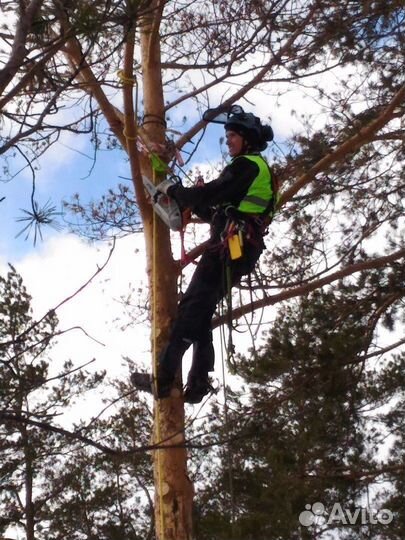 Спил деревьев