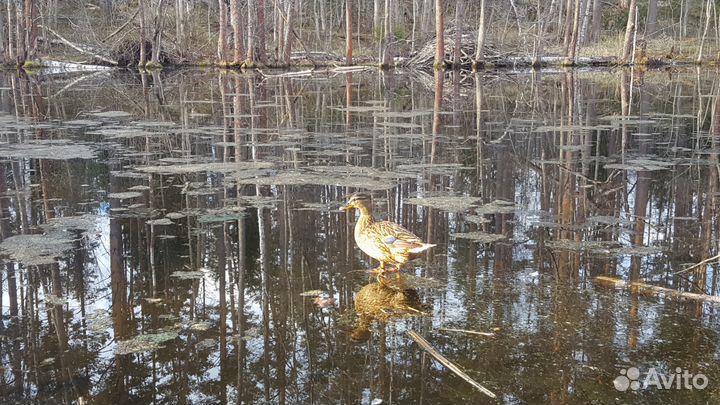 Подсадные утки (аренда)