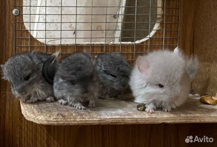 Ангорские шиншиллы носители фиолета и сапфира