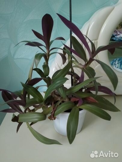 Комнатные растения