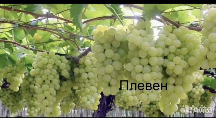 Виноград черенки