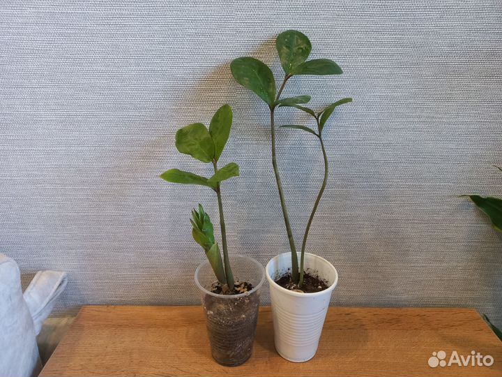 Замиокулькас