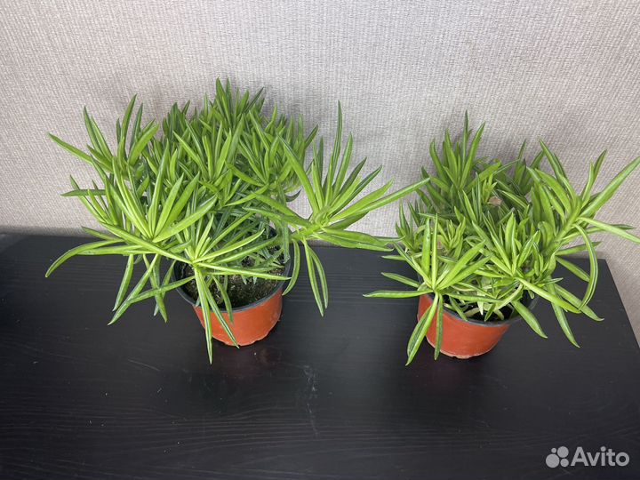 Пеперомия феррейра комнатные цветы