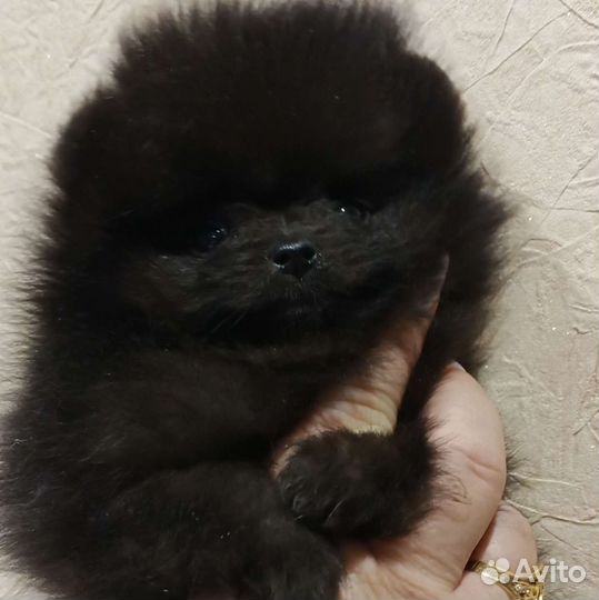 Шоколадный малыш