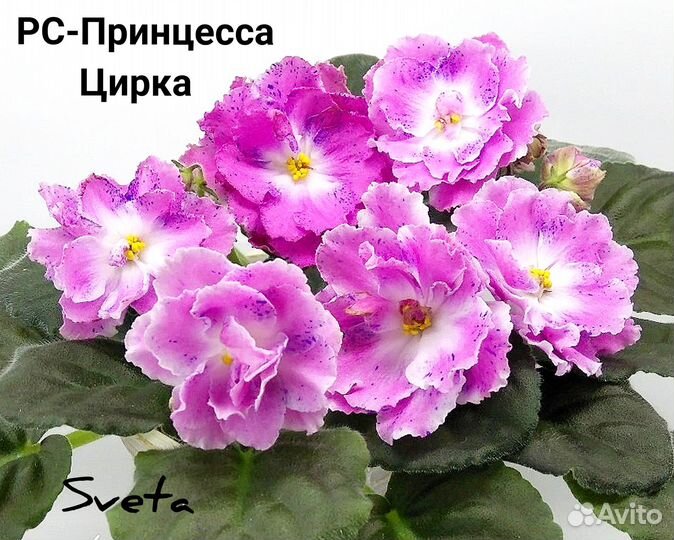 Предлагаю сортовые фиалки