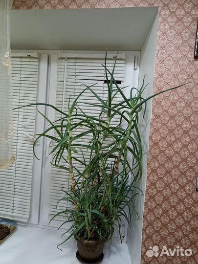 Комнатные цветы алоэ