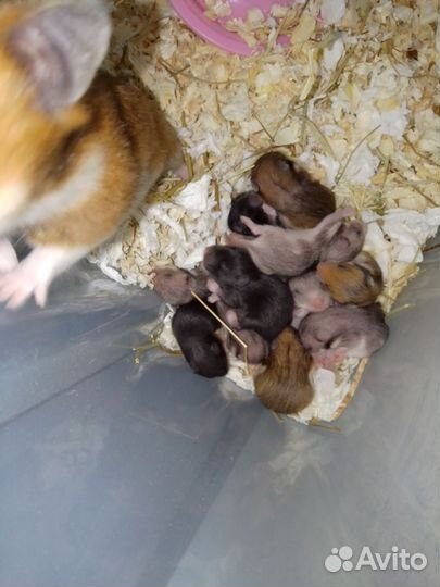 Сирийский хомяк