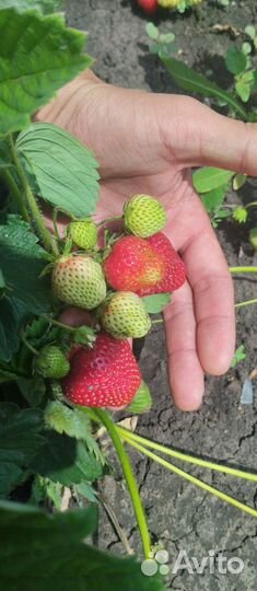 Рассада клубники