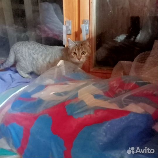 Котенок серый девочка 4,5 мес - бесплатно