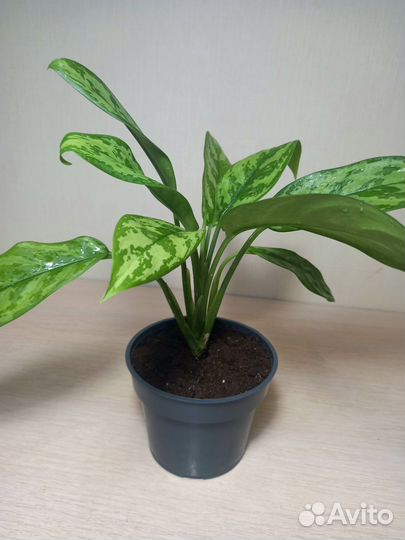 Аглаонема Мария