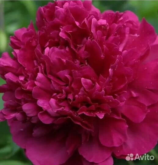 Пион розовый, бордовый, ярко розовый, белый