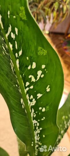 Диффенбахия крокодил (Чешуя Дракона)