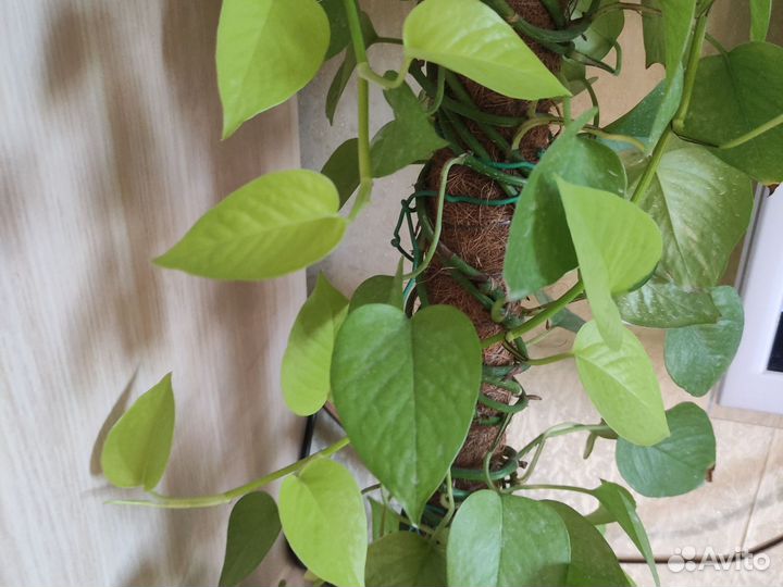 Рафидофора Тетрасперма, Сциндапсусы